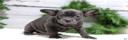 French Bulldog dogs for sale: Cooper - Ad 1