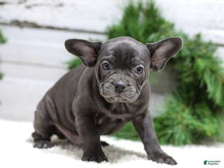 French Bulldog dogs Cooper - Ad 38