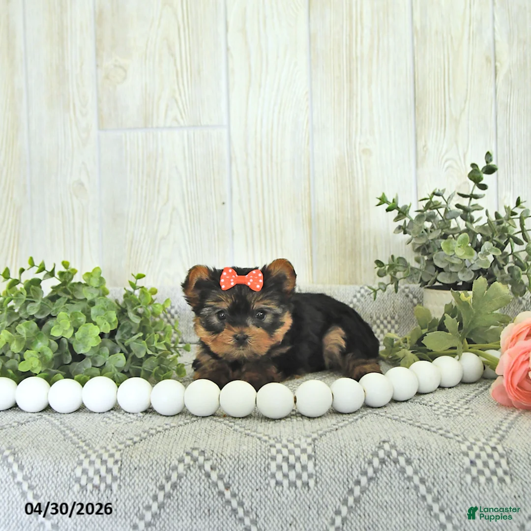 Yorkshire Terrier dogs for sale: Mia  - Ad 1