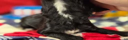 Cavapoo dogs for sale: Delilah - Ad 5