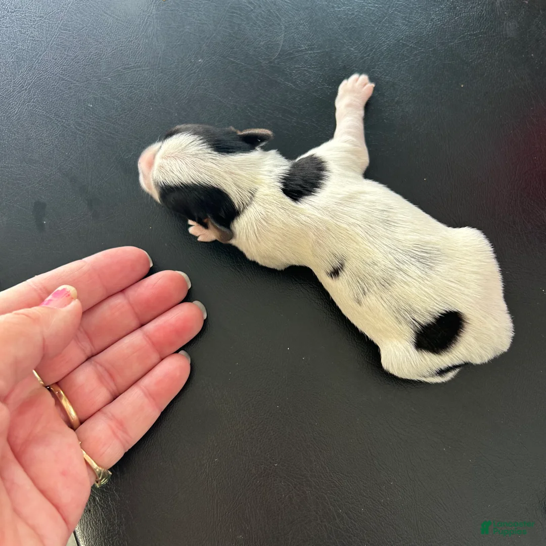 Yorkshire Terrier dogs for sale: Yorkshire Terrier Puppy 3 - Ad 2