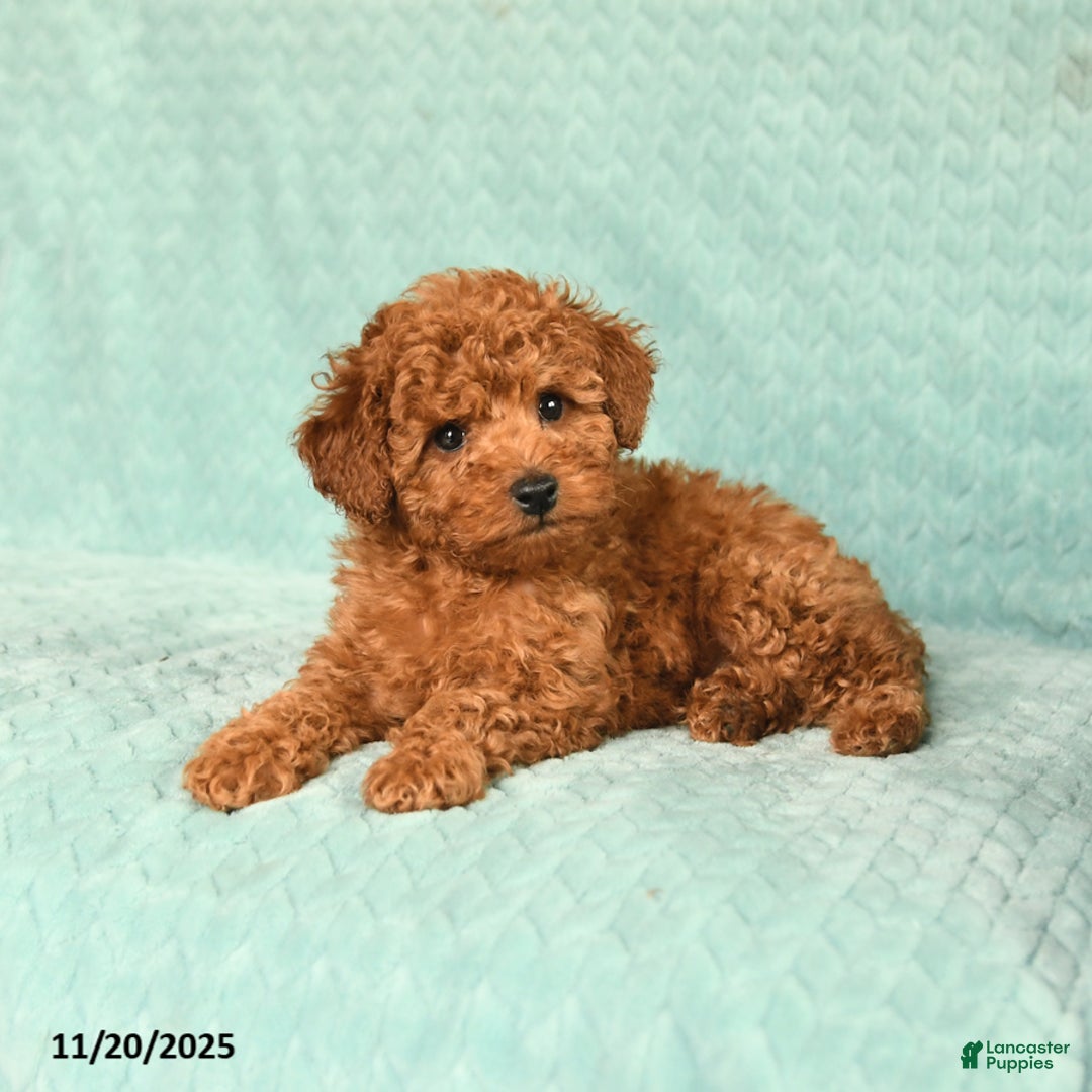 Toy Poodle dogs for sale: Raine - Ad 3