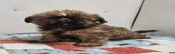 Mixed Breed dogs for sale: Mixed Breed Puppy 2 - Ad 4