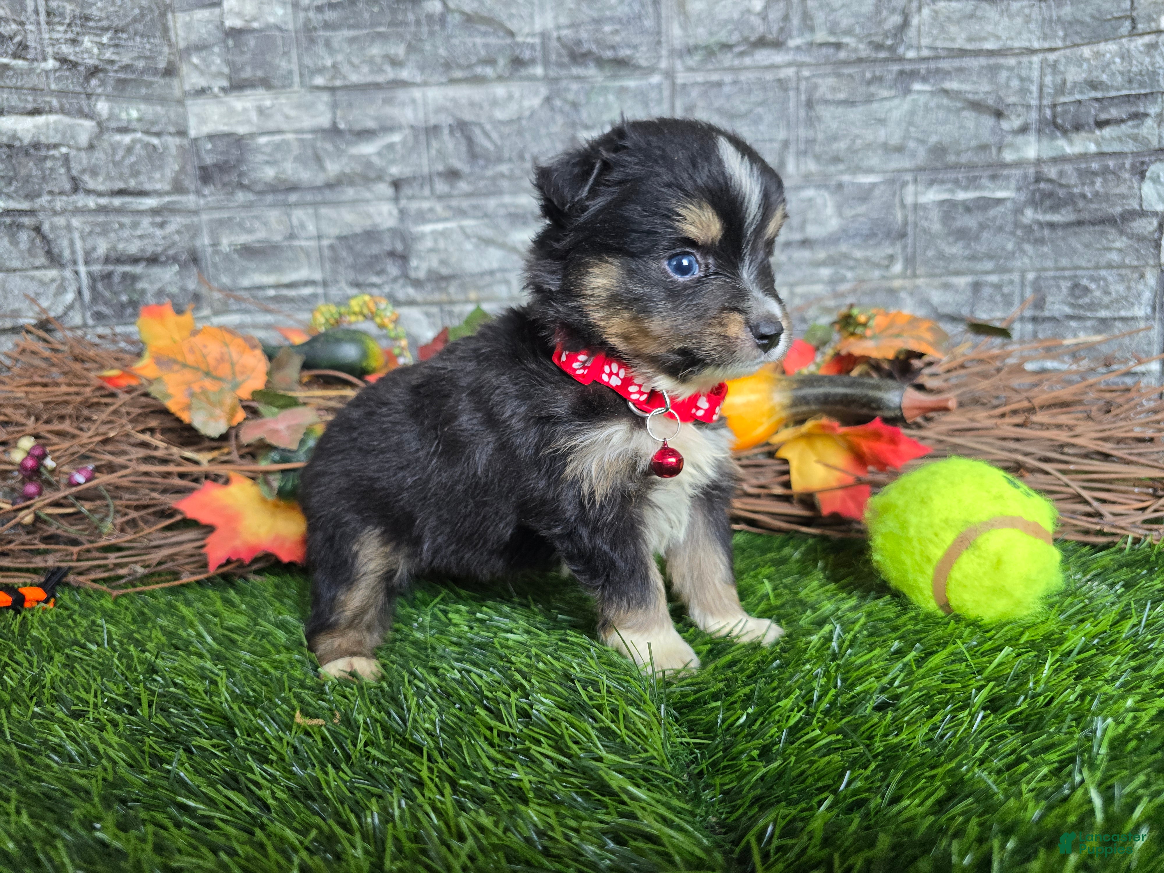 Toy Australian Shepherd dogs Boy 2 - Ad 2