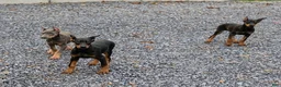Doberman Pinscher dogs for sale: Rocky - Ad 2