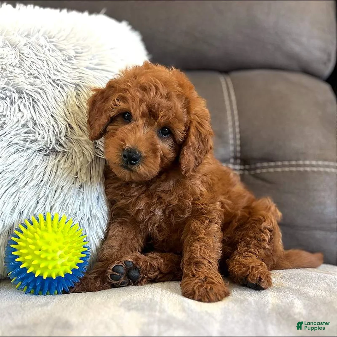Mini Goldendoodle dogs for sale: Remy (Micro Mini Boy) - Ad 1