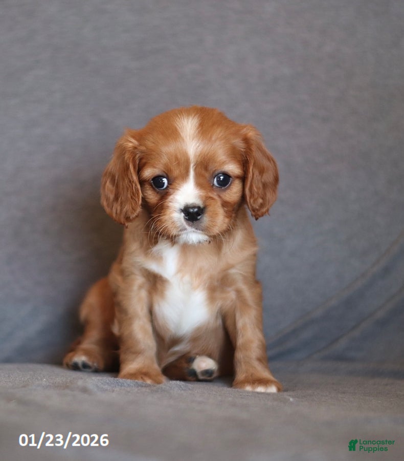Cavalier King Charles Spaniel dogs Iris - Ad 3