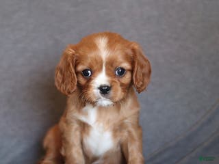 Cavalier King Charles Spaniel dogs Iris - Ad 3