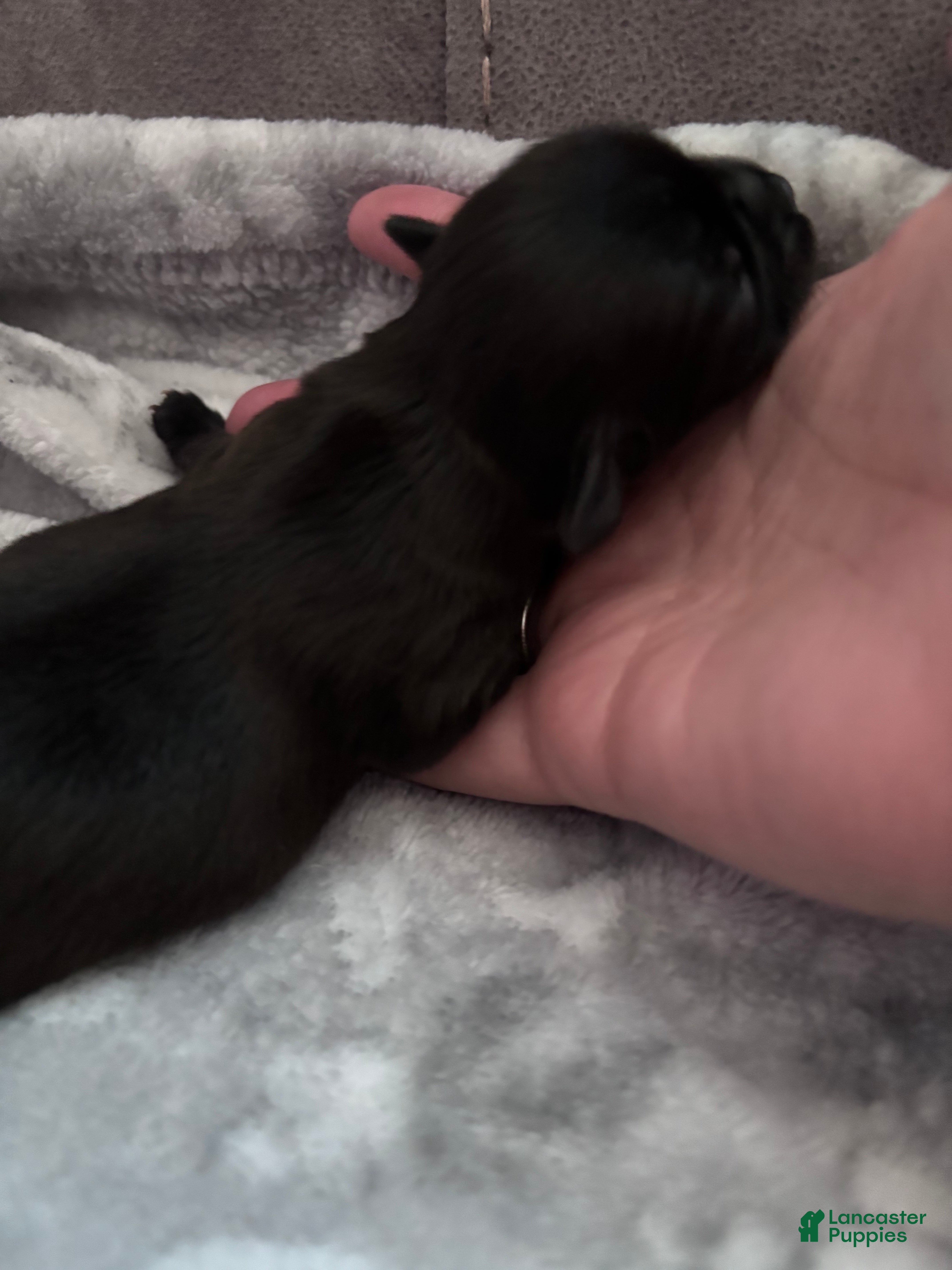 Shorkie dogs for sale: Shorkie 1 Blk/wht male - Ad 10