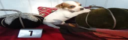 Chihuahua dogs for sale: Chihuahua 1 Sparky - Ad 2
