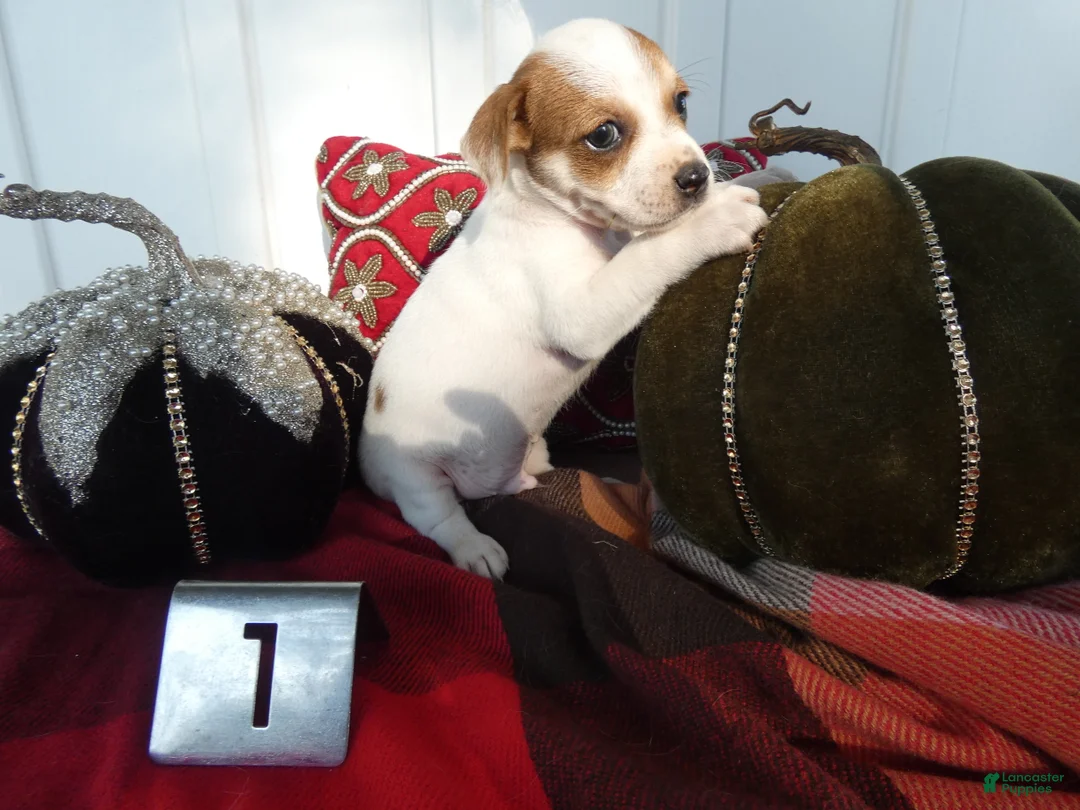 Chihuahua dogs for sale: Chihuahua 1 Sparky - Ad 2