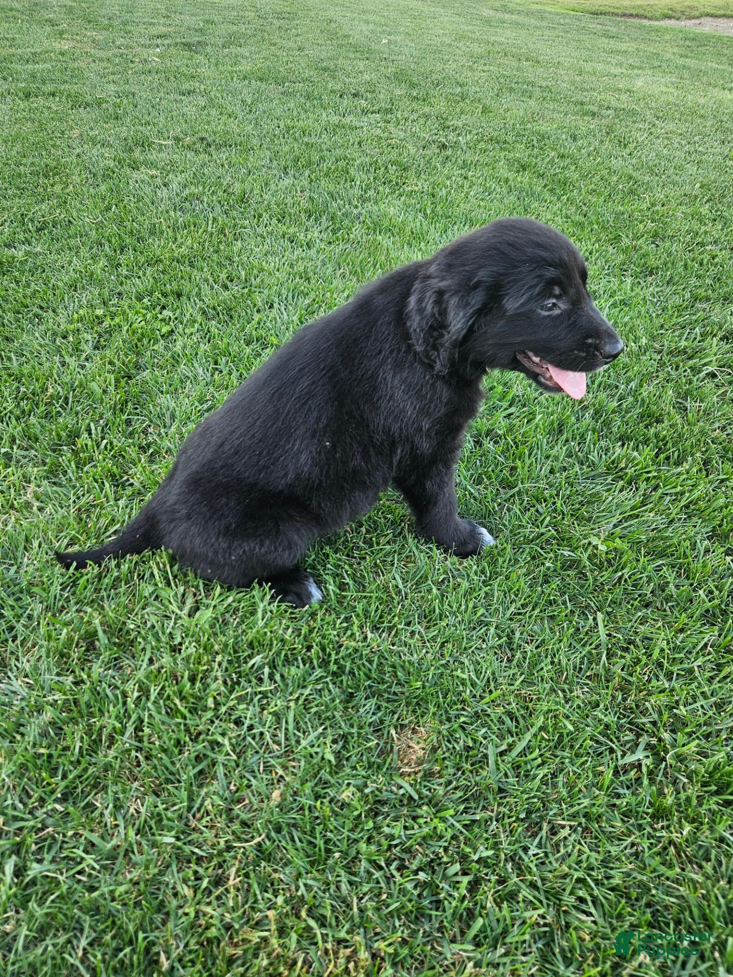 Mixed Breed dogs  Chloe - Ad 2