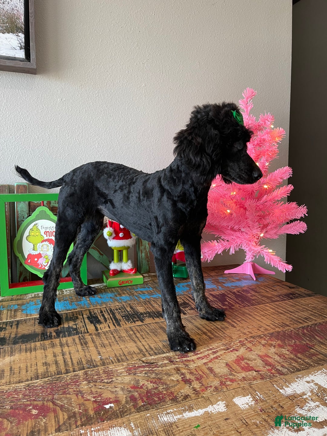 Miniature Poodle dogs for sale: Akc Clear Black Phantom Ellie - Ad 12