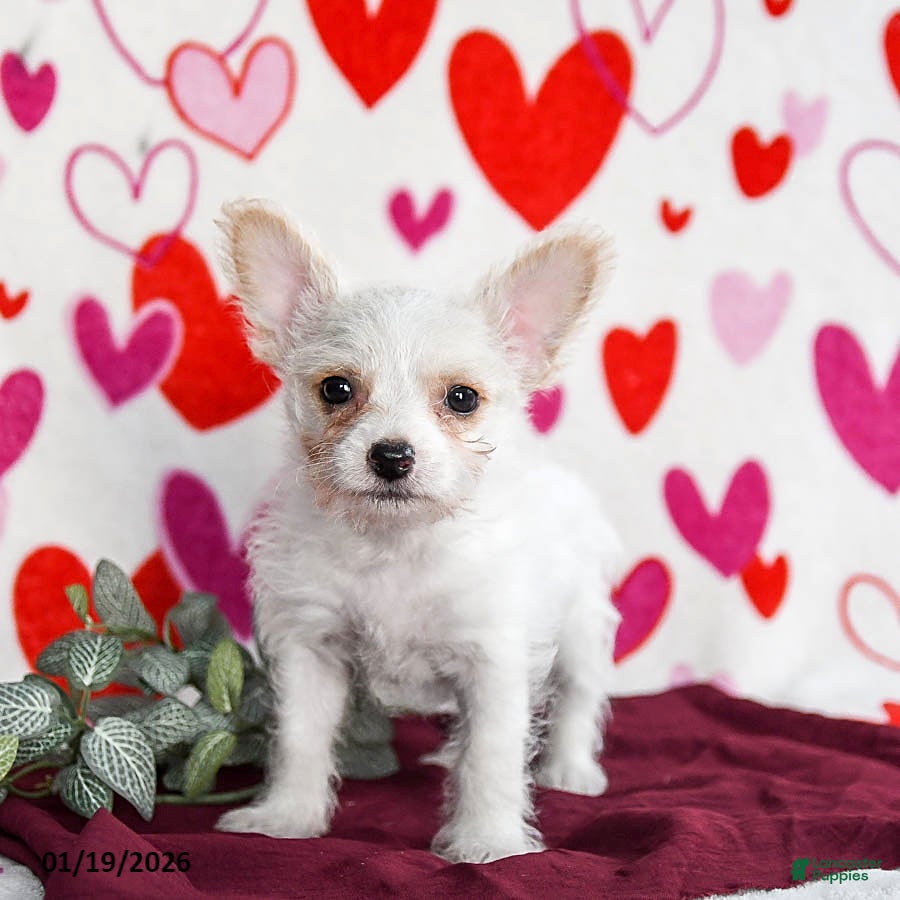 Yochon dogs Snowflake - Ad 2