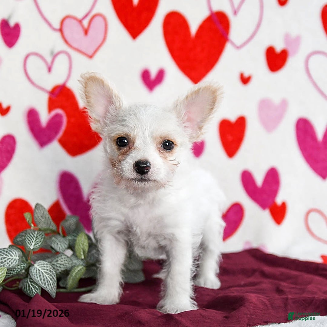 Yochon dogs for sale: Snowflake - Ad 3