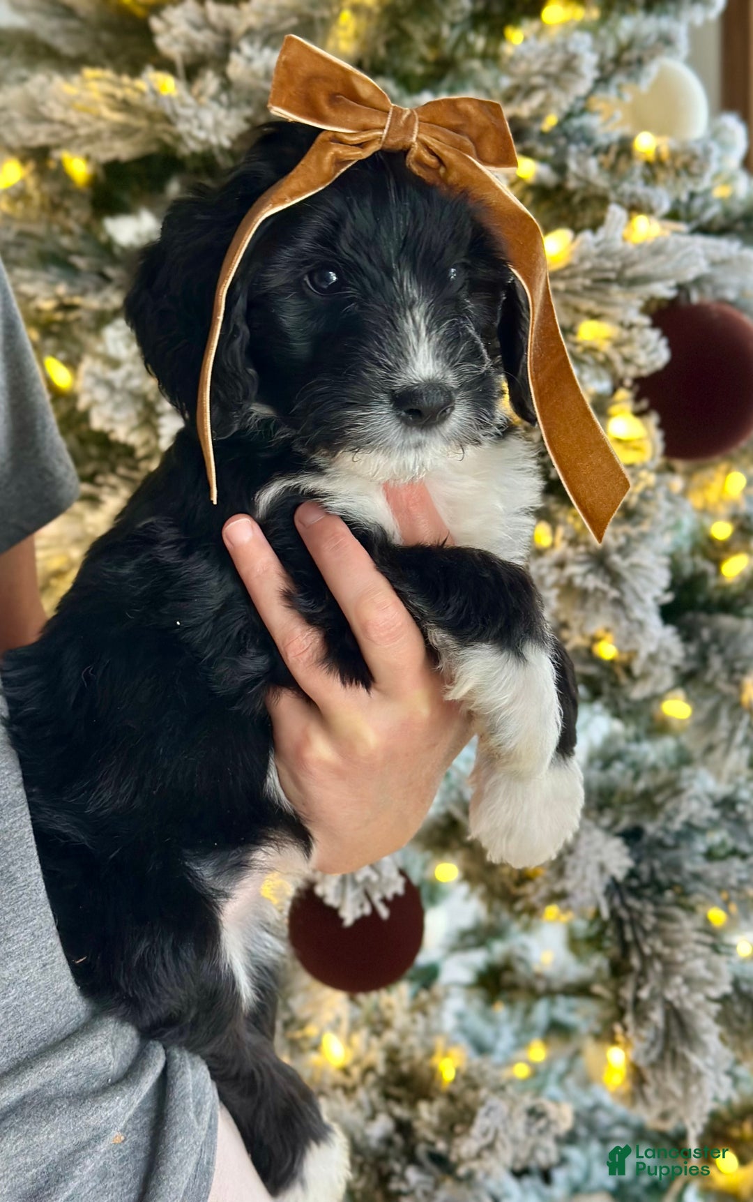 Bernedoodle dogs for sale: Knit  - Ad 2