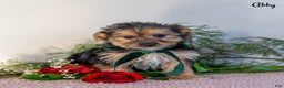 Morkie dogs for sale: Abby - Ad 2