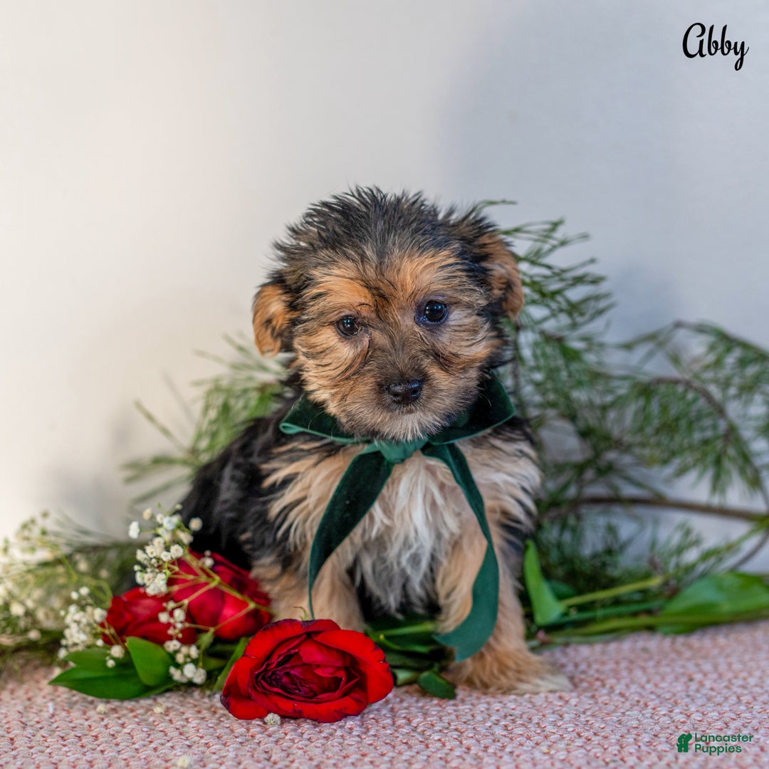 Morkie dogs for sale: Abby - Ad 2