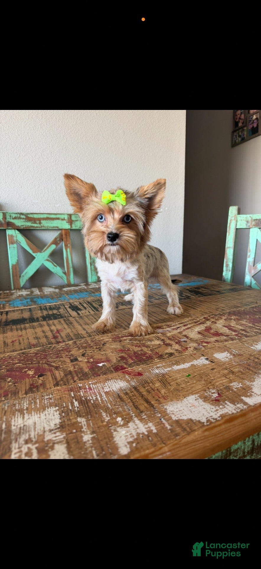 Yorkshire Terrier dogs Merle Yorkie with 2 Blue eyes Pickle - Ad 1