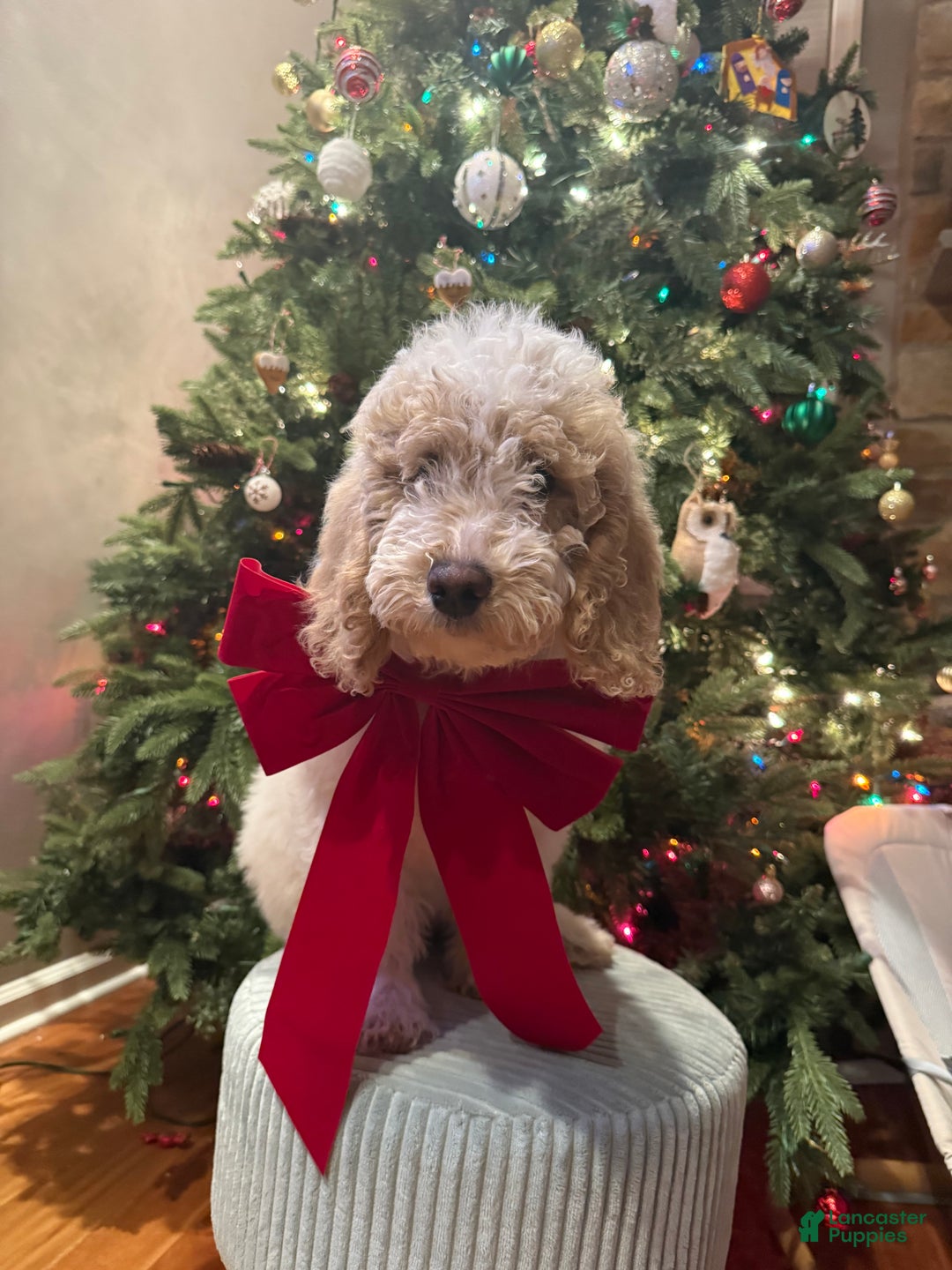 Mixed Breed dogs for sale: Mixed Breed Puppy 3 - Ad 1