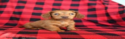 Miniature Dachshund dogs for sale: Posie - Ad 3