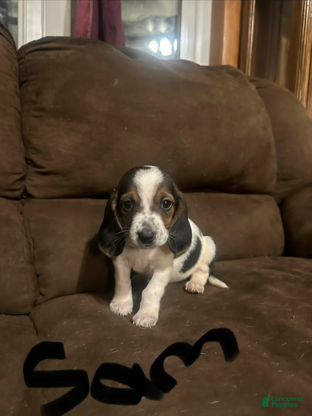 Basset Hound dogs for sale: Sam - Ad 2