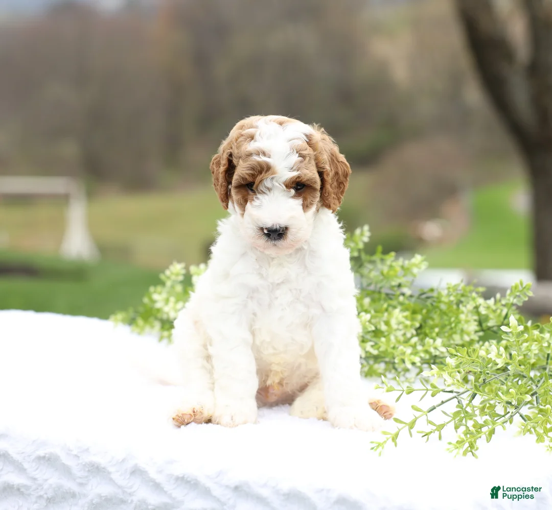 Mini Goldendoodle dogs for sale: Coco - Ad 2