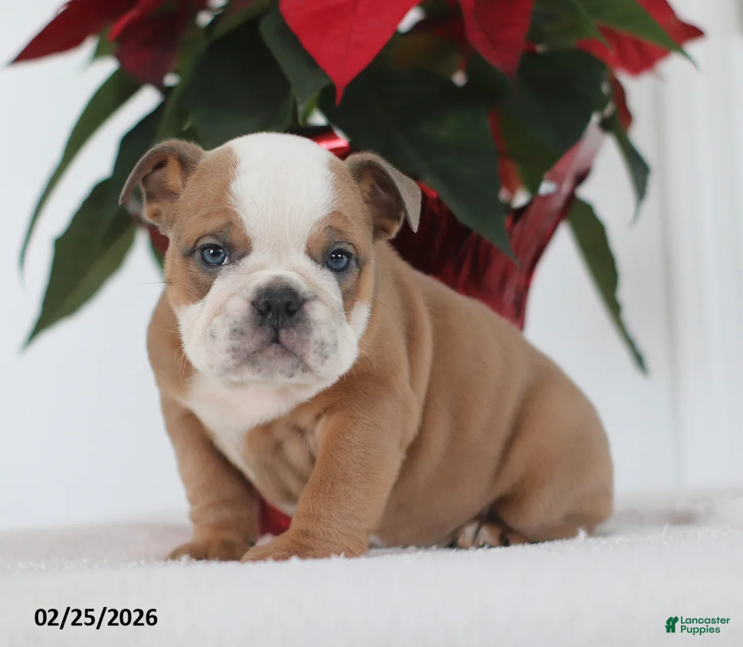 English Bulldog dogs for sale: Rex - Ad 3