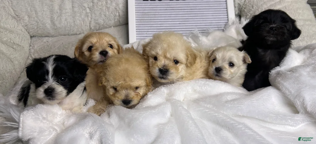 Maltipoo dogs for sale: Pardi - Ad 3