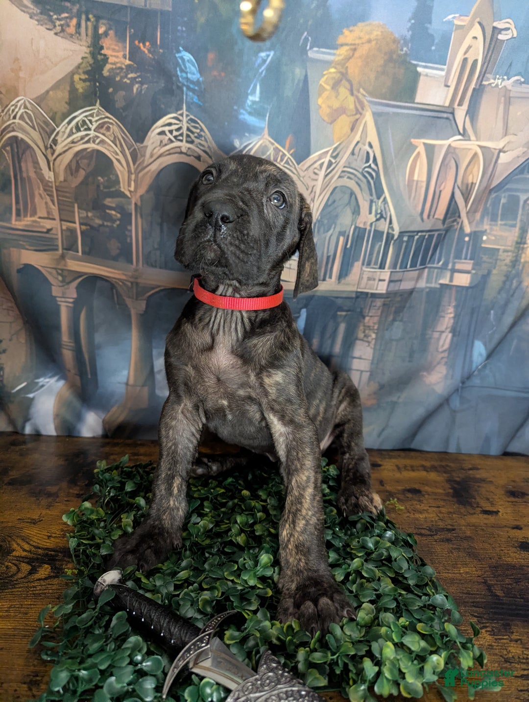 Great Dane dogs for sale: Arwen Brindle Female Great Dane Puppy  - Ad 1
