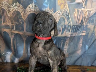 Great Dane dogs Arwen Brindle Female Great Dane Puppy - Ad 7