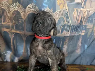 Great Dane dogs Arwen Brindle Female Great Dane Puppy - Ad 11