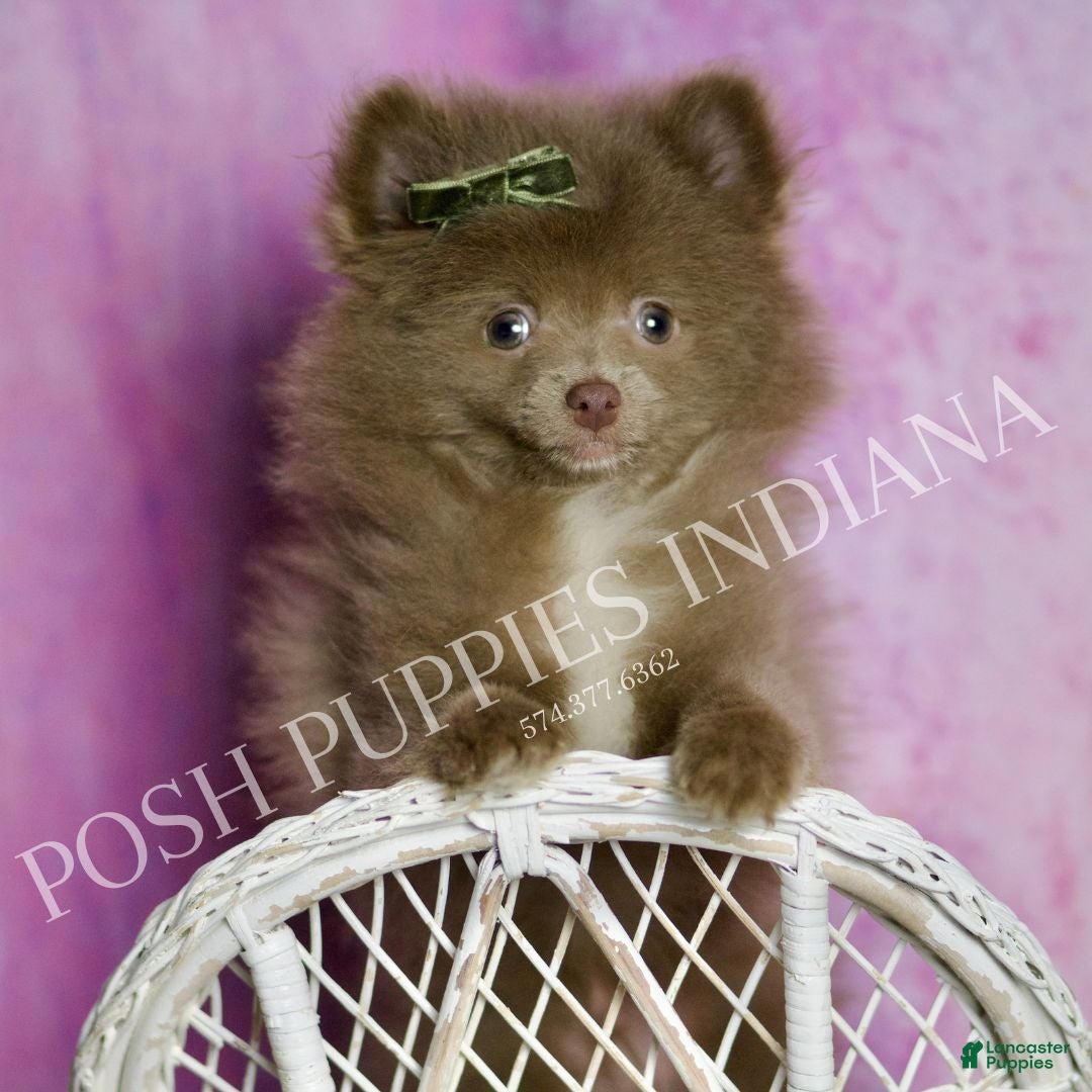 Pomeranian dogs Choco - Ad 17