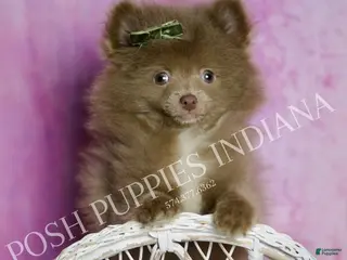 Pomeranian dogs Choco - Ad 17