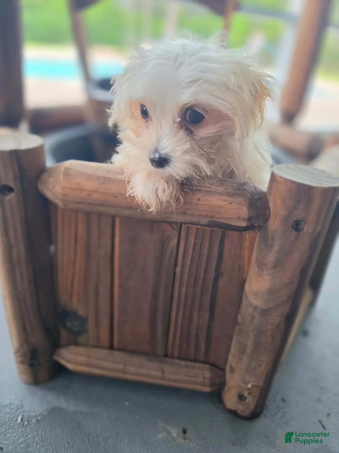 Morkie dogs for sale: Boy 1 - Ad 3