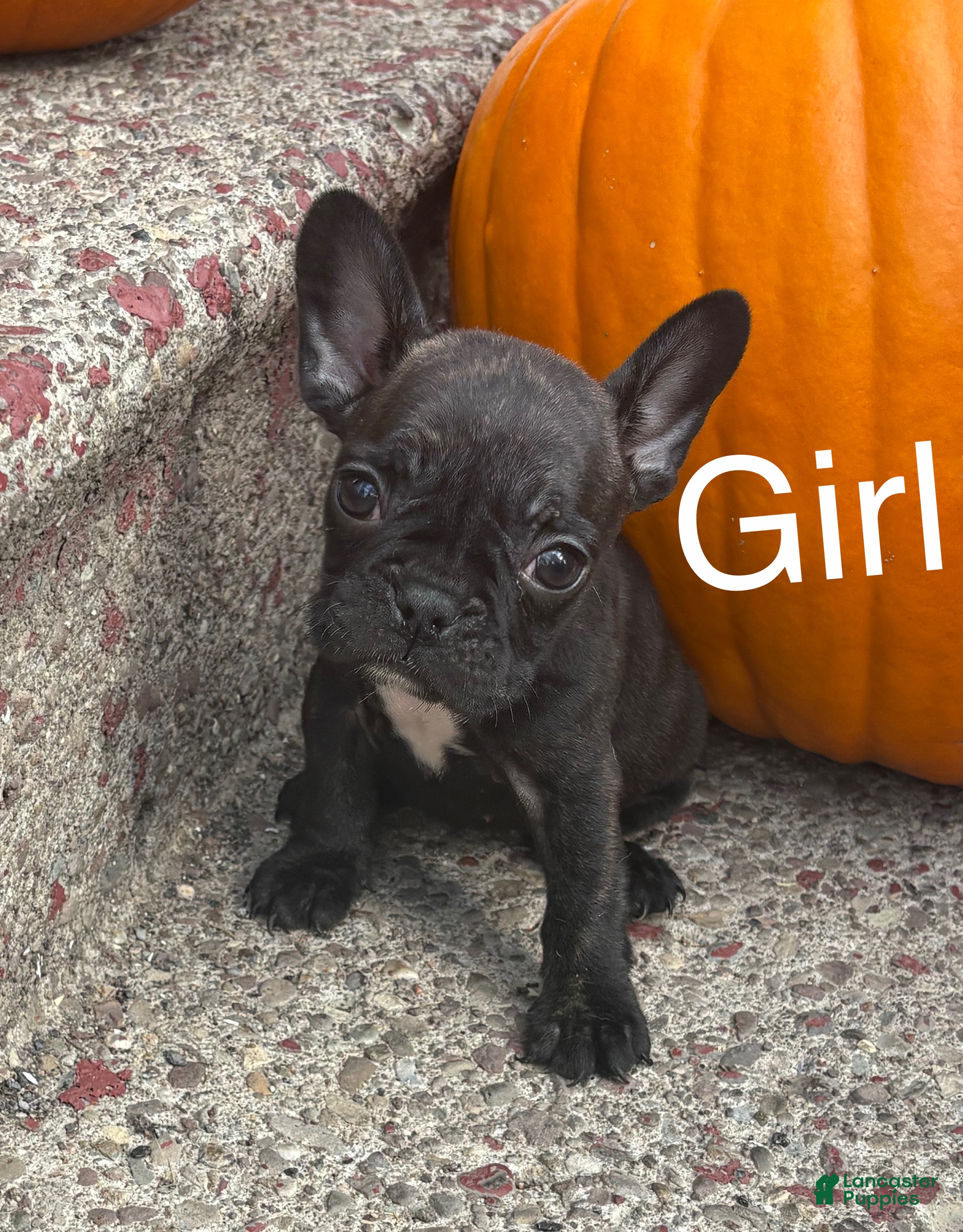 French Bulldog dogs French Bulldog Puppy 5 - Ad 13
