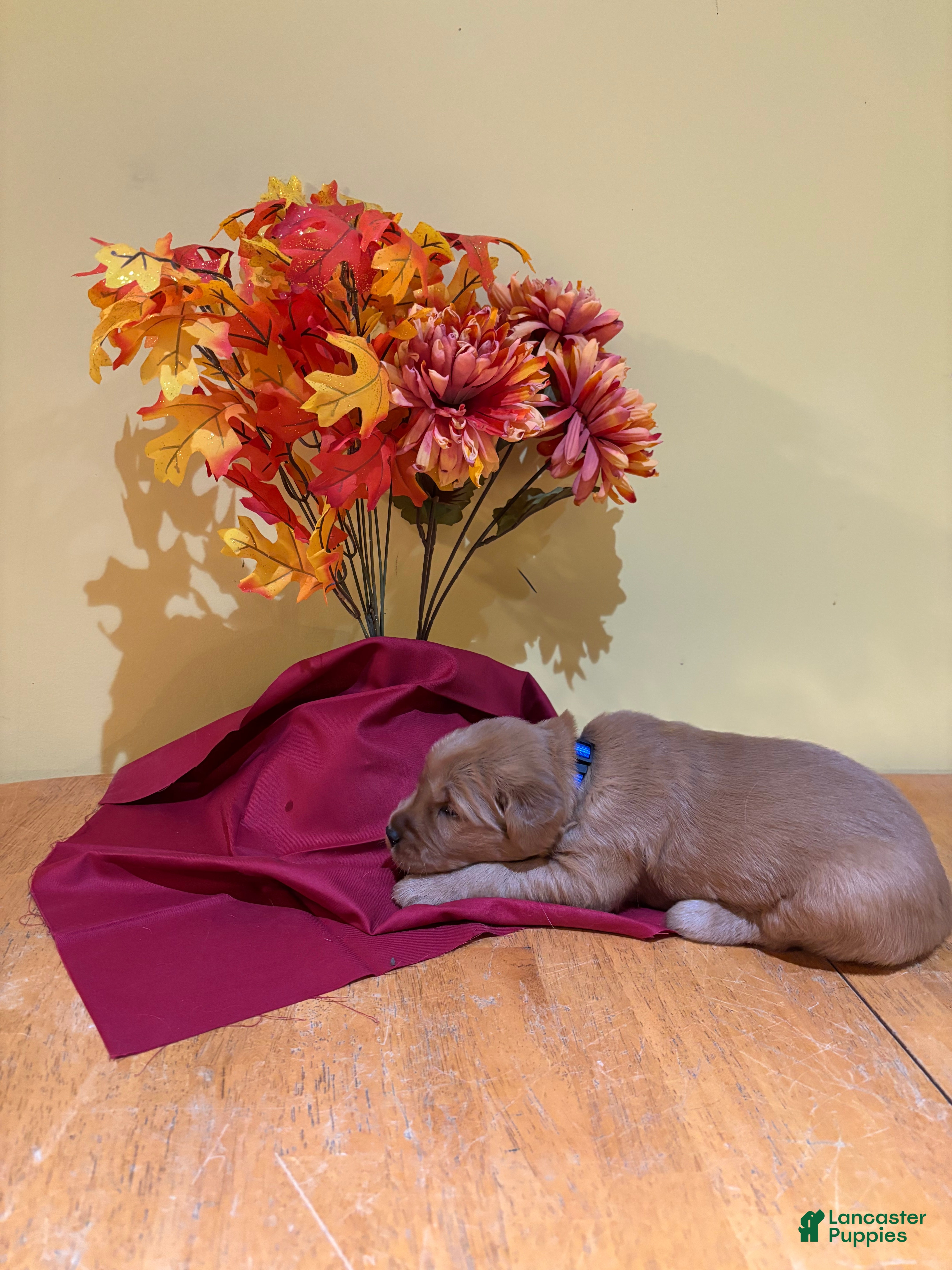 Golden Retriever dogs  Mr Blue (reserved) - Ad 2