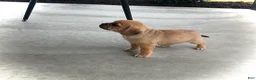 Puggle dogs for sale: Puggle 3 - Ad 2