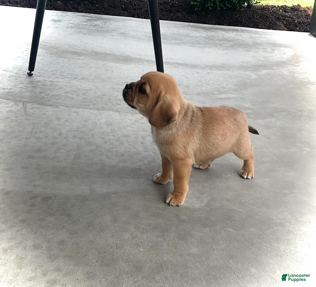 Puggle dogs for sale: Puggle 3 - Ad 2