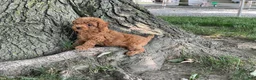Mini Goldendoodle dogs for sale: Mandy Mini Goldendoodle  - Ad 4