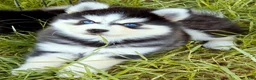 Pomsky dogs for sale: Ranger - Ad 3