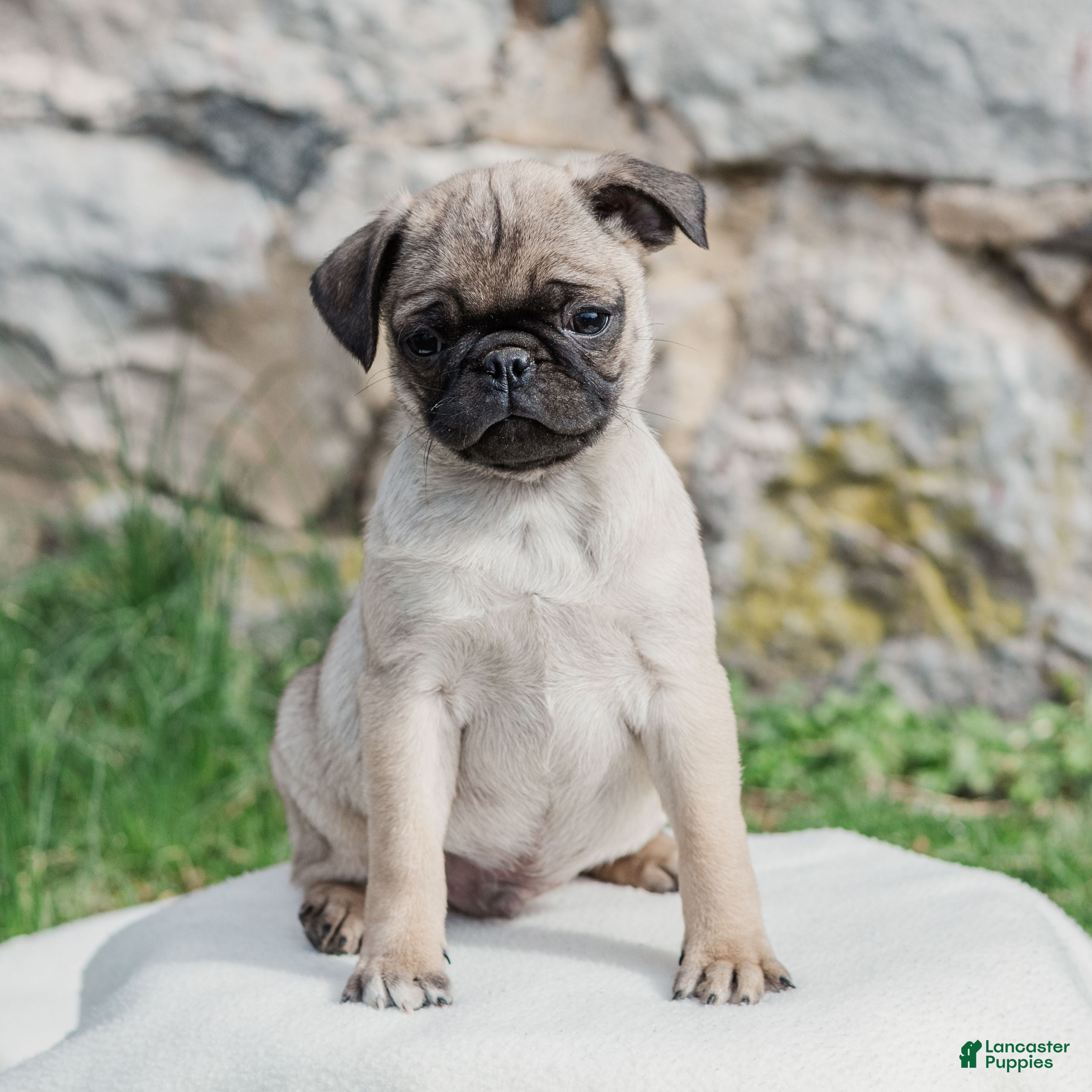 Pug dogs Hamster  - Ad 1