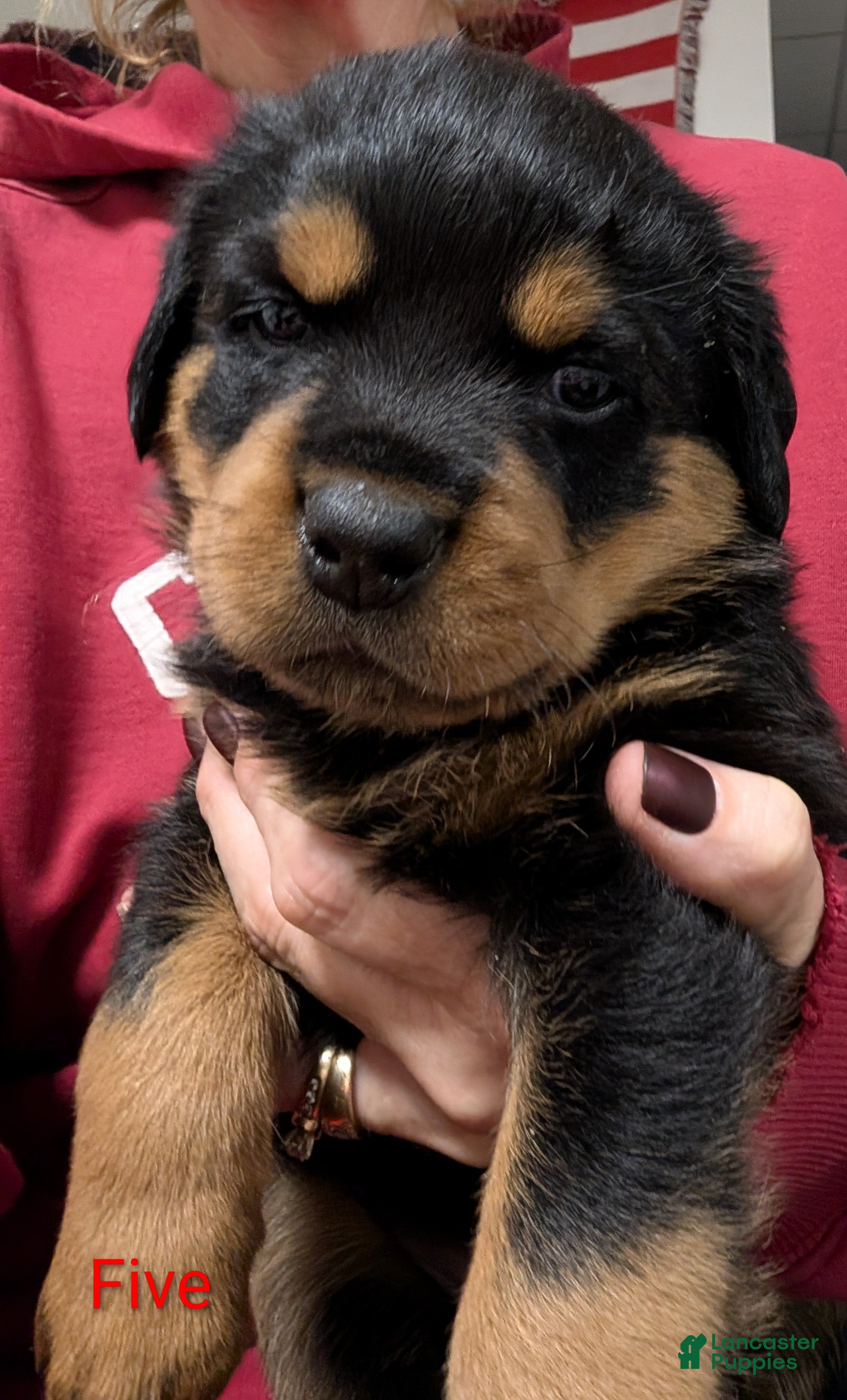 Rottweiler dogs Rottweiler Puppy 5 - Ad 1