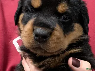 Rottweiler dogs for sale: Rottweiler Puppy 5 - Ad 1