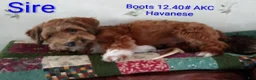 Havanese dogs for sale: Dark Red Female Havanese  - Ad 8