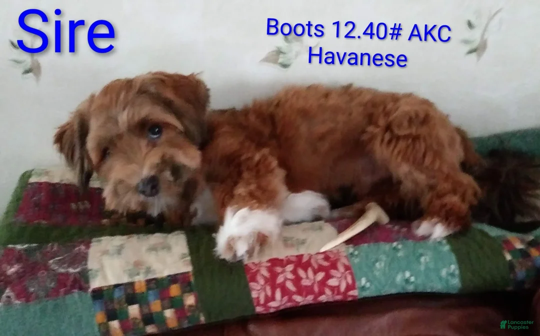 Havanese dogs for sale: Dark Red Female Havanese  - Ad 8