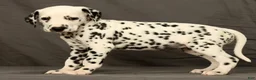 Dalmatian dogs for sale: Missy - Ad 8