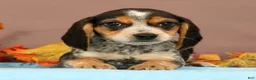 Beagle dogs for sale: Dash - Ad 4