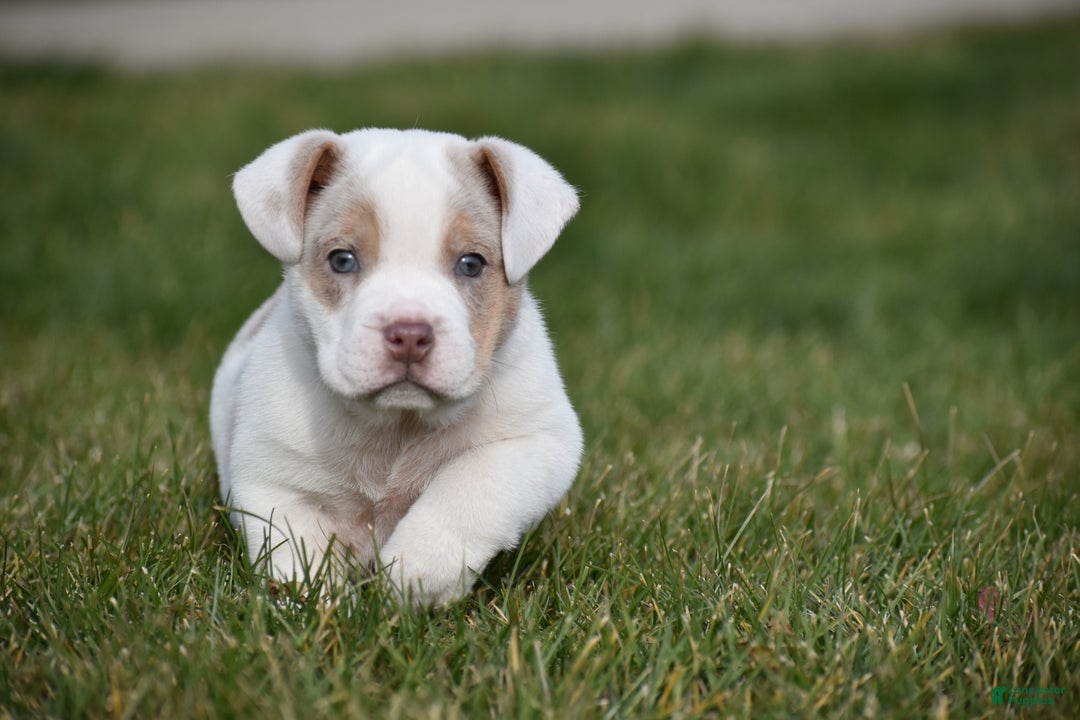 Mixed Breed dogs for sale: Jane - Ad 7