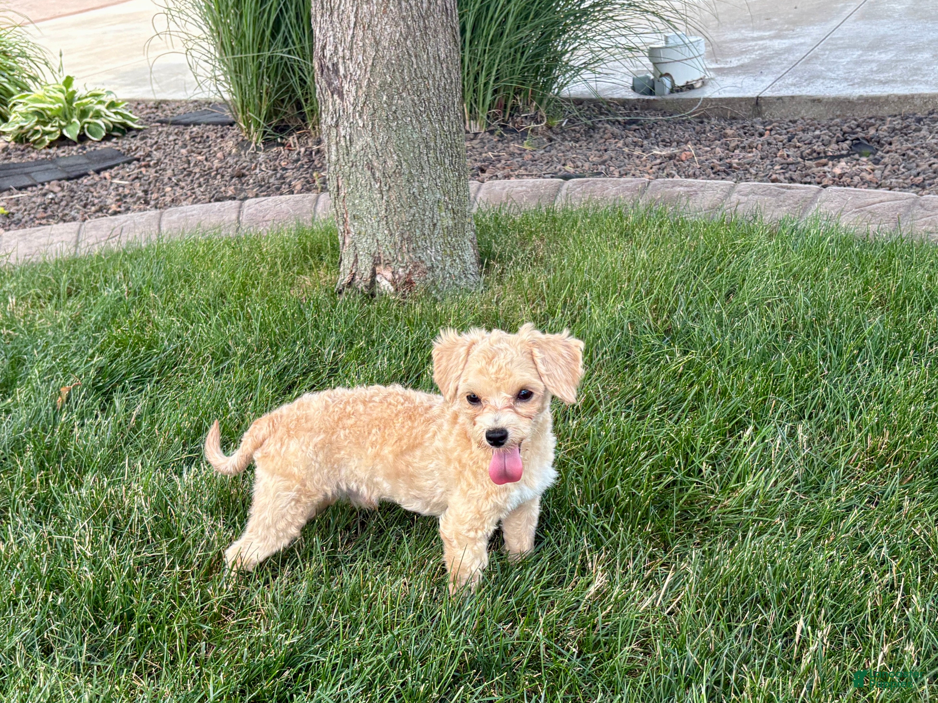 Maltipoo dogs Tiny - Ad 1